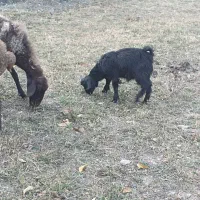 بز و بزغاله