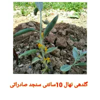 فروش نهال سنجد اصلاح شده صادراتی|خدمات باغبانی و درختکاری|نیشابور, دارایی|دیوار