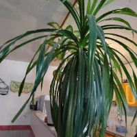 گل بسیارزیبا بزرگ پاندانوس|گل و گیاه طبیعی|سبزوار, باهنر|دیوار