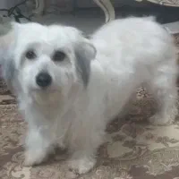 فروش سگ پاپی