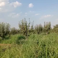 نیازمند باغبان حرفه ای شراکت|خدمات باغبانی و درختکاری|قزوین, |دیوار