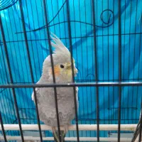 عروس هلندی|پرنده|اسلام‌شهر, شهرک قائمیه|دیوار