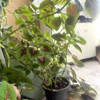 گل حسن یوسف