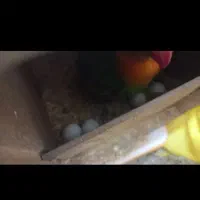 جفت کوتوله برزیلی به شرط تخم و جوجه میدم