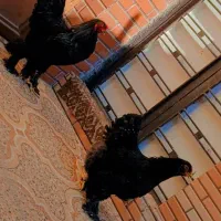 فروش تخم نطفه دار|حیوانات مزرعه|بهبهان, |دیوار