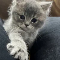 گربه بیریتیش