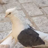 کبوتر دوبالی نر و ماده