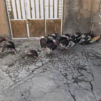 بوقلمون برنزه|حیوانات مزرعه|بروجرد, |دیوار