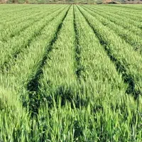 فروش خسیل جووگندم پرس حدودهزارمنبصورت یکجا ونقد