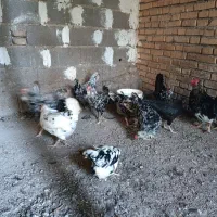 تخم مرغ‌ گلین|حیوانات مزرعه|خان ببین, |دیوار