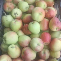 سیب درختی آبدار و شیرین