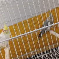 یک جفت عروس هلندی به شرط
