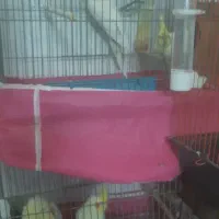 دوجفت عروس خوشکل وسرحال وآماده تخم جوجه دادن|پرنده|ابریشم, |دیوار