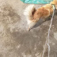 سگ پامر اصل