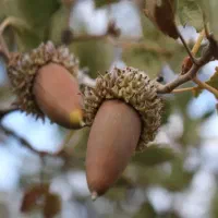 نهال بلوط یکساله