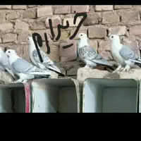 کبوتر پشت آبی