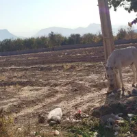 نر الاغ|حیوانات مزرعه|قزوین, |دیوار