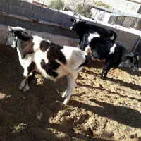 دوتا گوساله نر یدونه گاو