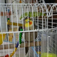 عروس هلندی|پرنده|سبزوار, امیر کبیر|دیوار