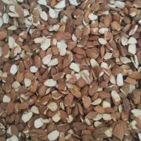 فروش عمده مغز بادام درختی ایرانی