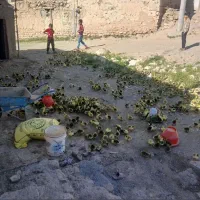 جوجه غاز و غاز  و بوقلمون|حیوانات مزرعه|بیجار, |دیوار