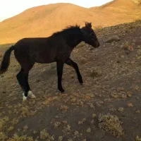 کره اسب مادیان فروشی مادر یقره|اسب و تجهیزات اسبسواری|تربت جام, جامرود|دیوار