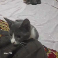 واگذاری بچه گربه