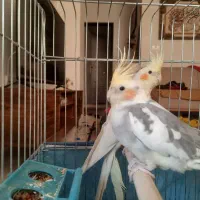 عروس هلندی نر وماده آماده تخم گذاشتن|پرنده|شیراز, گلشن|دیوار