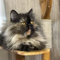 گربه نژاددار