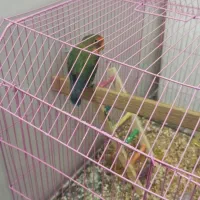 یک عدد کوتوله ی سرحال