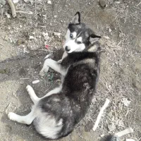 سگ هاسکی|سگ|محمدشهر, محمدشهر|دیوار