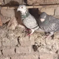 کفتر جفتگاه عالی