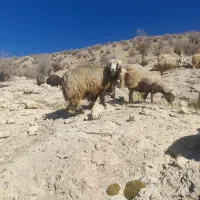 قوچ فروشی|حیوانات مزرعه|رودشت (چهارمحال و بختیاری), |دیوار