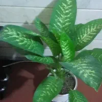 گل گل|گل و گیاه طبیعی|قم, علی آباد سعدگان|دیوار