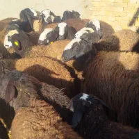 بره ماده اصیل شال|حیوانات مزرعه|اسفرورین, |دیوار