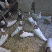 طوقی هفت‌رنگ|پرنده|مشهد, شیرودی|دیوار