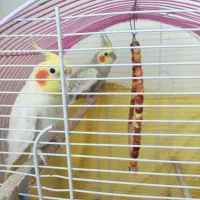 یک جفت عروس هلندی