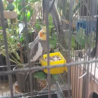 یک جفت عروس هلندی وفنچ