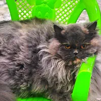 گربه پرشین اسکاتیش ماده|گربه|بندرعباس, |دیوار