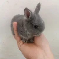خرگوش بچه علف خور
