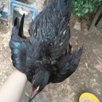 نیمچه خروس سیاه