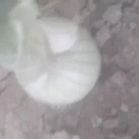 فروش غده پیاز مینروا بذر پیاز سایروس جهت غده|گل و گیاه طبیعی|بلوک, |دیوار