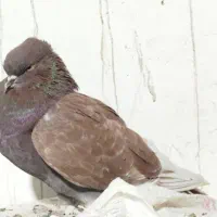 کبوتر‌‌سرخ