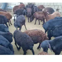 52 راس بره نر پای پروار
