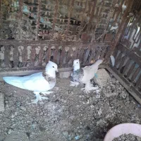 جفت طوقی|پرنده|شهرضا, |دیوار