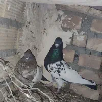 نرو ماده کله دم|پرنده|زاهدان, |دیوار