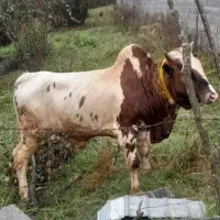 گاو نر محلی