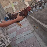 مرغ وخروس کردی
