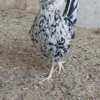 گلین نیمچه و بالغ|حیوانات مزرعه|شهرکرد, |دیوار