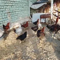 مرغ خروس طاقچه